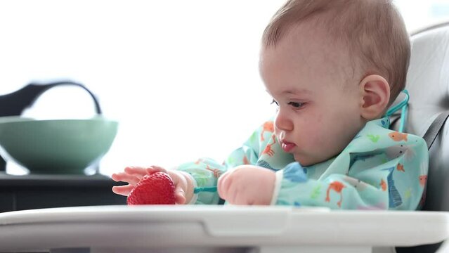 Cute Baby Boy Sitting in High Chair Eating a Strawberry. Home, Mealtime.