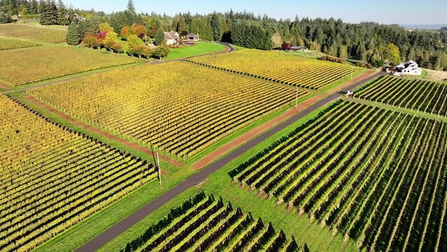 Aerial: The Drone Captures The Peak Autumnal Glory Of A Vineyard, With Yellowing Grapevines Neatly Arranged In Rows, A Patchwork Of Agricultural Artistry. - Sherwood, Oregon