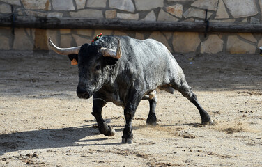 Un toro español con grandes cuernos en un espectaculo de corrida de toros en españa - 785794611