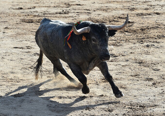 un toro bravo en españa con grandes cuernos