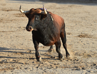 Un toro español con grandes cuernos en un espectaculo de corrida de toros en españa - 785794682