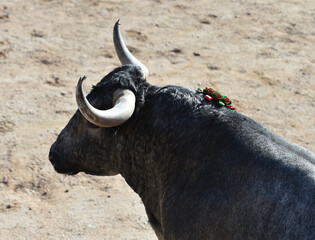 Un toro español con grandes cuernos en un espectaculo de corrida de toros en españa - 785794816