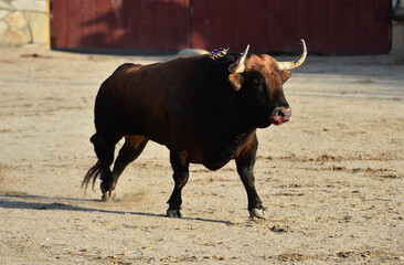 Un toro español con grandes cuernos en un espectaculo de corrida de toros en españa - 785794837
