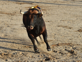 Un toro español con grandes cuernos en un espectaculo de corrida de toros en españa - 785794857