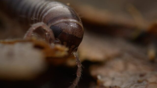 Blunt-tailed Snake Millipede crawling over leaves. Macro shot of a millipede's head and antennas.