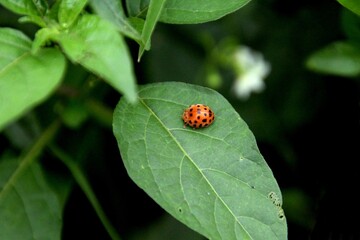 inseto besouro - joaninha - Coccinellidae