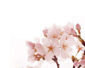 桜　スタジオ撮影　