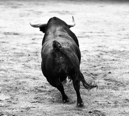 Un toro español con grandes cuernos en un espectaculo de corrida de toros en españa - 785798840