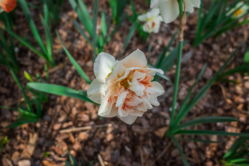 Peachy Flowers in Bloom, Atlanta Botanical Garden, Atlanta, Georgia