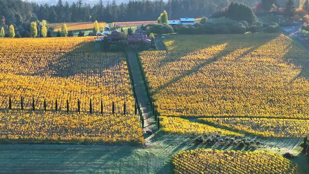 An Aerial View Captures The Warm Hues Of A Vineyard At Dusk, Rows Of Grapevines Carpeting The Rolling Hills In A Golden Blanket, Bordered By A Serene Rural Landscape. - Sherwood, Oregon