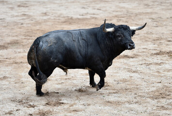 Un toro español con grandes cuernos en un espectaculo de corrida de toros en españa - 785799687