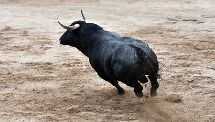 Un toro español con grandes cuernos en un espectaculo de corrida de toros en españa