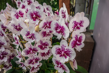 Bundles of Pink and White Orchid, Atlanta Botanical Garden, Atlanta, Georgia