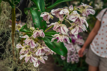 Closeup Bloom, Atlanta Botanical Garden, Atlanta, Georgia