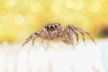 Jumping spider or Salticidae on a blurry background