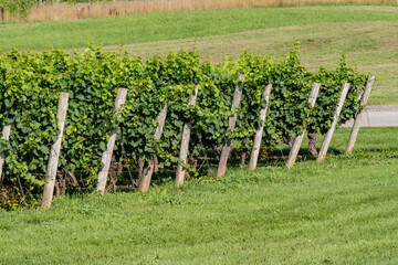 Grape vines at a winery on trellises with bunches of grapes soon to be harvested on a sunny day