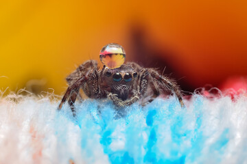 Jumping spider or Salticidae on a blurry background