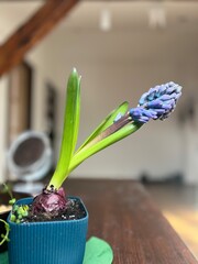 Blue hyacinth flower in a pot on a wooden table, selective focus
