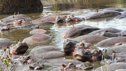 Hippos swimming in river, surrounded by trees and natural landscape Serengeti National Park Tanzania Africa