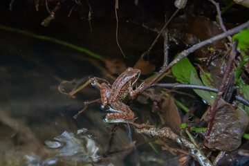frog in a forest pond