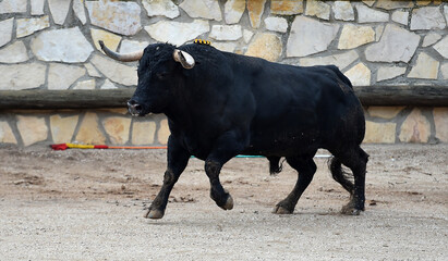 un toro bravo en españa con grandes cuernos