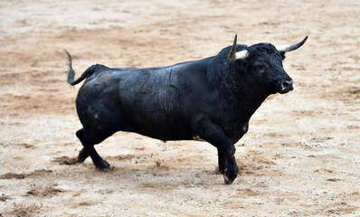 Un toro español con grandes cuernos en un espectaculo de corrida de toros en españa - 785805034