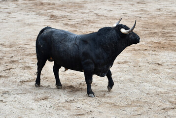 Un toro español con grandes cuernos en un espectaculo de corrida de toros en españa - 785805044