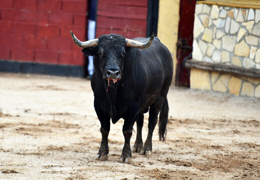 un toro bravo en espa&ntilde;a con grandes cuernos