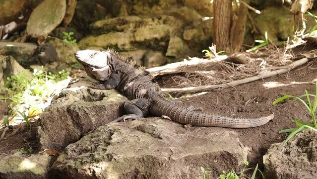 iguana tranquila en zona arqueológica de Tulum México