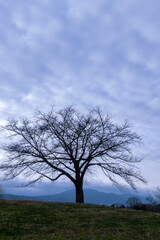 曇り空に一本の枯れ木