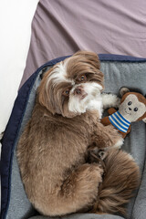 3 year old shih tzu dog resting on his bed next to his stuffed animal_20.