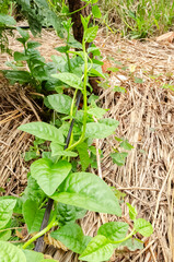 Spinach Plant