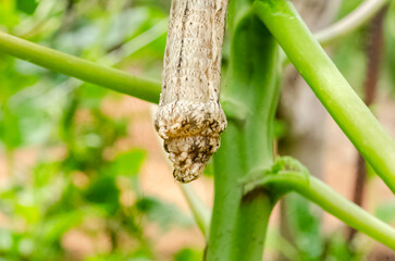 Caterpillar Head