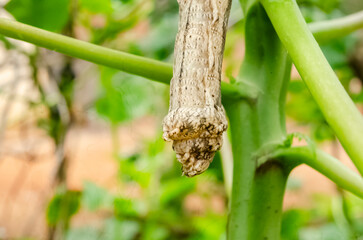 Caterpillar Hanging From A Tree