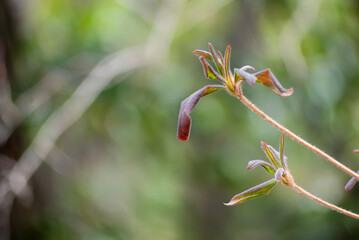 冬の雑草や枯れ木