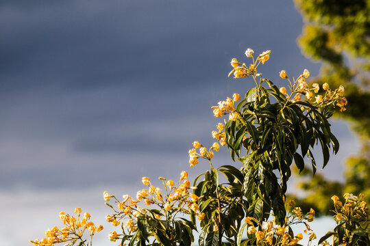 Australian frangipani Hymenosporum plant outdoor with stormy weather, telephoto shot