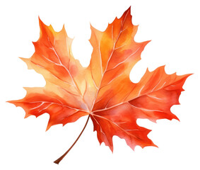 PNG Maple leaf autumn plant