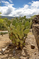 Large cactus growing at Mitla, in San Pablo Villa de Mitla, Oaxaca, Mexico