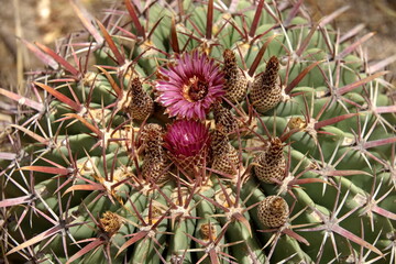 Naklejka na ściany i meble Pink flower on a cactus at Mitla, in San Pablo Villa de Mitla, Oaxaca, Mexico