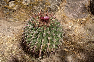Pink flower on a cactus at Mitla, in San Pablo Villa de Mitla, Oaxaca, Mexico