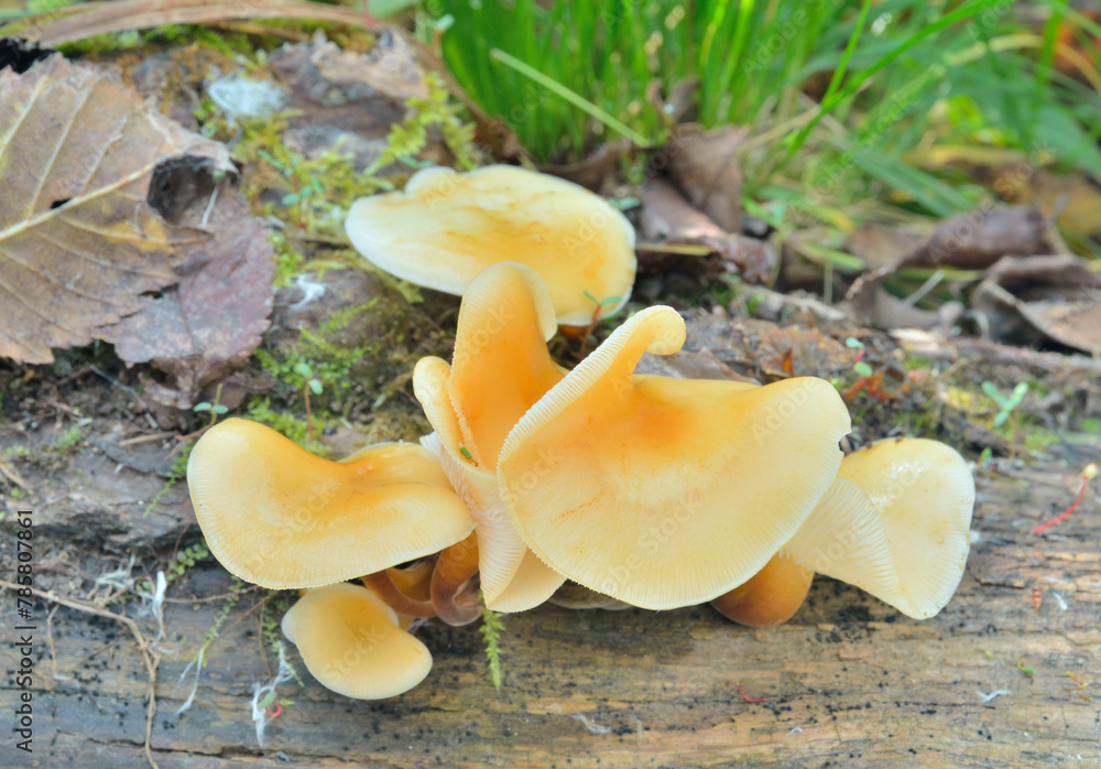 Canvas Prints Edible mushrooms (Flammulina velutipes)