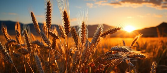 Sunset over Wheat Field