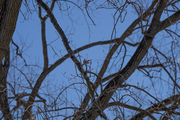 American robin on a tree trunk, Tawawa Park, Ohio, USA