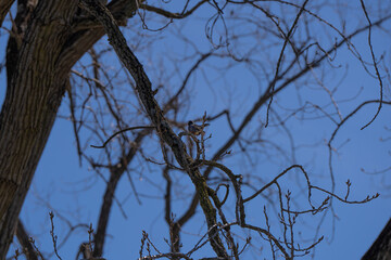American robin on a tree trunk, Tawawa Park, Ohio, USA