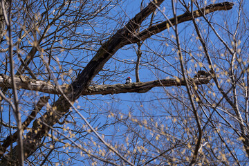 Woodpecker on a tree in the Tawawa Park, Ohio, USA