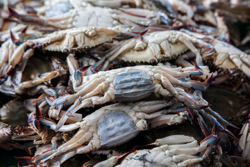 View of the crabs on sale in the bucket
