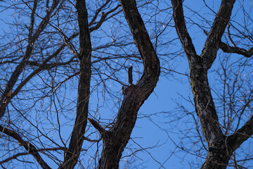 Woodpecker on a tree in the Tawawa Park, Ohio, USA
