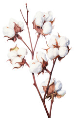 PNG Blossom flower plant ingredient