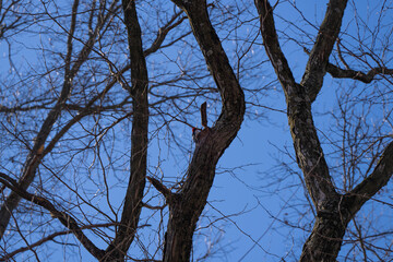 Woodpecker on a tree in the Tawawa Park, Ohio, USA