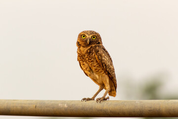 cute owl on a fence in the wild